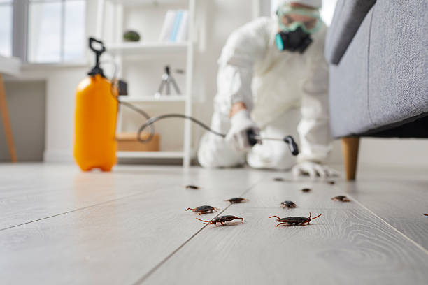 Post-Treatment Bed Bug Interceptor Monitoring in Spurgeon